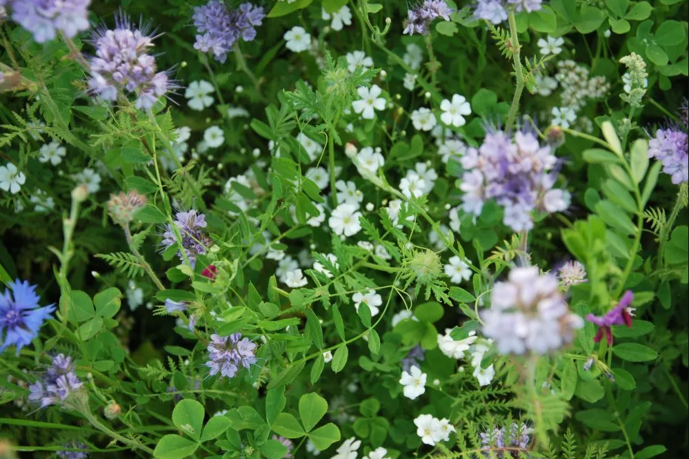 Waarom Veldbloemen Zaaien CGconcept Be