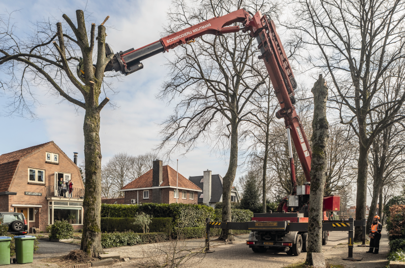 Nu in de CG Annual 2021: Boomrooierij Weijtmans, dé specialist voor het veilen en demonteren van bomen.
