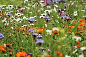 Panelgesprek tijdens De Groene Zesdaagse 2023: Biodiverse plantkeuze voor tuinen en openbaar groen: Eigen planten eerst? Of moeten we tolerant zijn?".