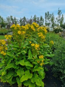 Deze vaste planten blijven mooi in de tuin of in de openbare ruimte, ook bij droogte