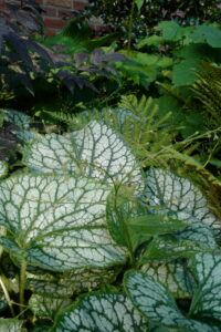 Schaduw in de tuin: integreer de juiste planten in je plan: Brunnera macrophylla ‘Sea Heart’