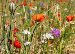 Allium, papaver