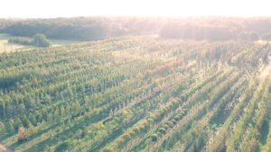 Bomen kunnen een grote bijdrage leveren aan het weerbaar maken van onze buitenruimte tegen de klimaatverandering en moeten centraal staan bij het oplossingsgericht denken. 