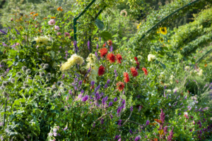 Een mix van Dahlia's, geïnspireerd door de tuin van Claude Monet in Normandië.