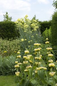 Vaste planten van de toekomst: een klimaatbestendig assortiment