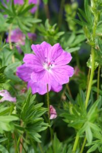 Vaste planten van de toekomst: een klimaatbestendig assortiment