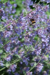 Top 10 vaste planten voor een droge bodem: Nepeta