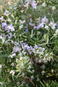 Top 10 vaste planten voor een droge bodem: Rosmarinus officinalis