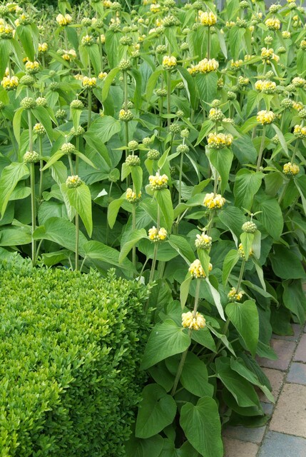 Top 10 vaste planten voor een droge bodem: Phlomis russelliana