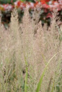 Top 10 vaste planten voor een droge bodem: Calamagrostis