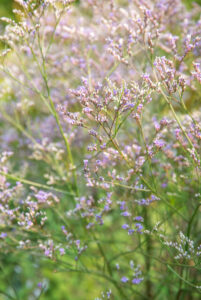 Top 10 vaste planten voor een droge bodem: Limonium