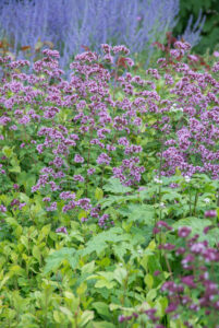 Top 10 vaste planten voor een droge bodem: Origanum