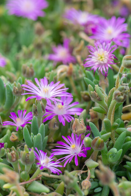 Top 10 vaste planten voor een droge bodem: Delosperma