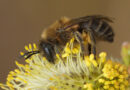 Groenbeheer in stedelijk gebied vervult cruciale rol om hommels en solitaire bijen in stand te houden