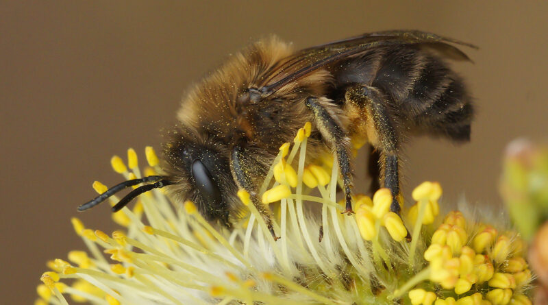 Groenbeheer in stedelijk gebied vervult cruciale rol om hommels en solitaire bijen in stand te houden