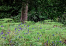 Groen als multifunctionele verbinder in een toekomstbestendig landschap