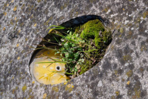 Werken aan duurzaamheid betekent dat we collectief moeten leren genieten van de schoonheid die schuilt in natuurlijke processen. Een schoonheid waarbij het landschap mee mag vormgeven.