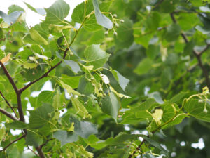 Tilia mongolica 'Buda'