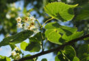 Boom in de kijker: Tilia mongolica ‘Buda’