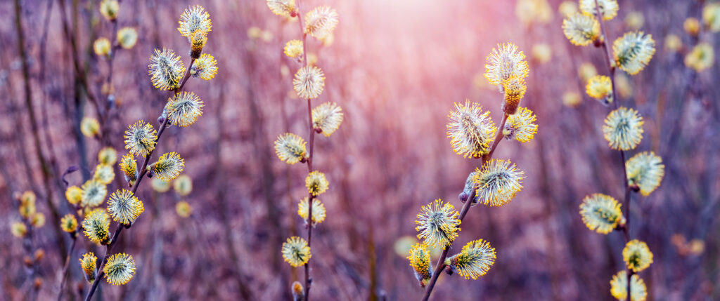 Winter, Willow,Branches,With,Fluffy,Catkins,In,Sunny,Weather,,Willow,Blossoms,