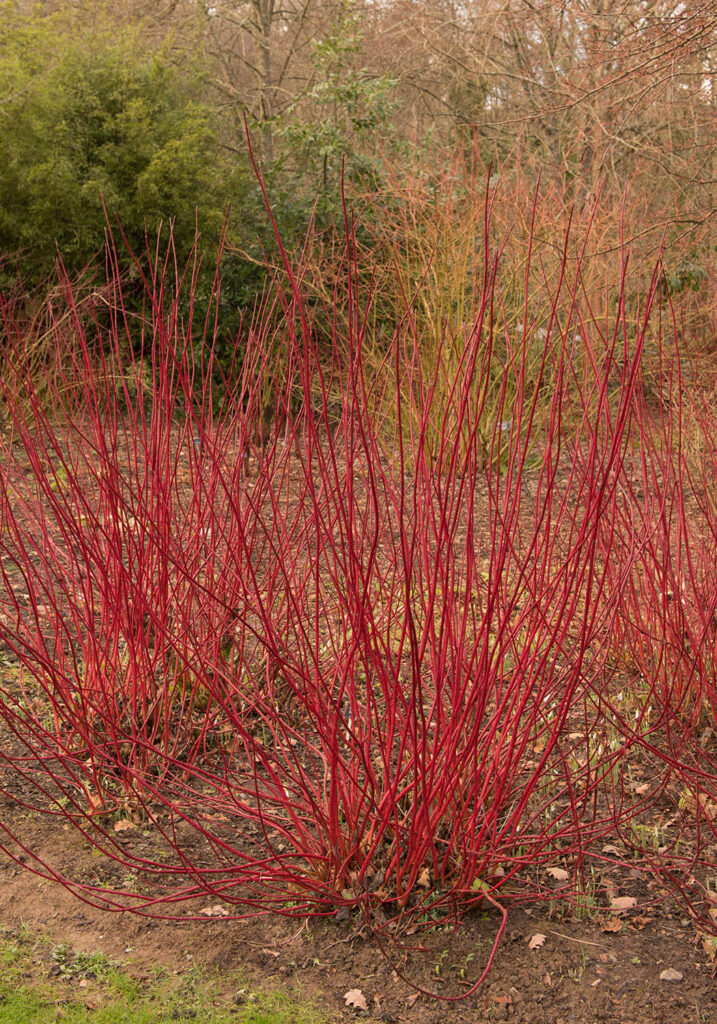 Herfstbeeld Cornus,Alba,'sibirica',(siberian,Dogwood),In,Winter,In,A,Country