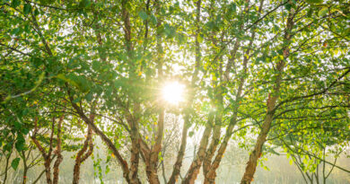 Betula nigra, boom in de kijker bij Boomkwekerij Ebben