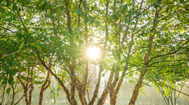 Betula nigra, boom in de kijker bij Boomkwekerij Ebben