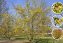 Boom in de kijker: Cornus mas (gele kornoelje)