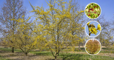 Boom in de kijker: Cornus mas (gele kornoelje)