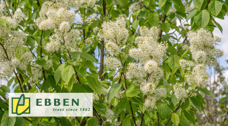 Boom in de kijker: Prunus maackii 'Amber Beauty'